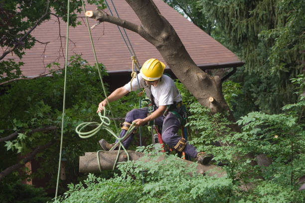 Best Tree and Shrub Care  in Una, WA