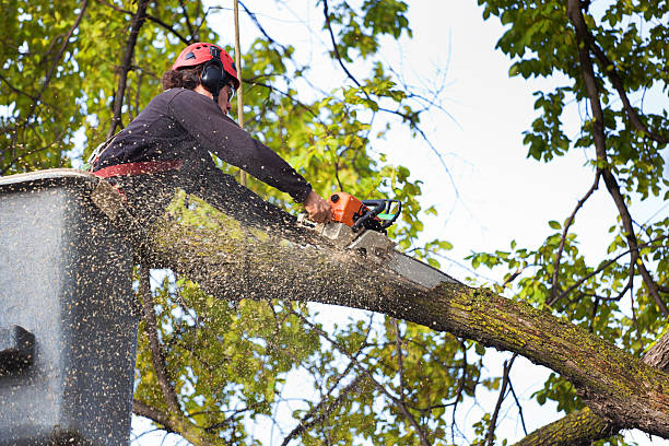 Best Leaf Removal  in Una, WA